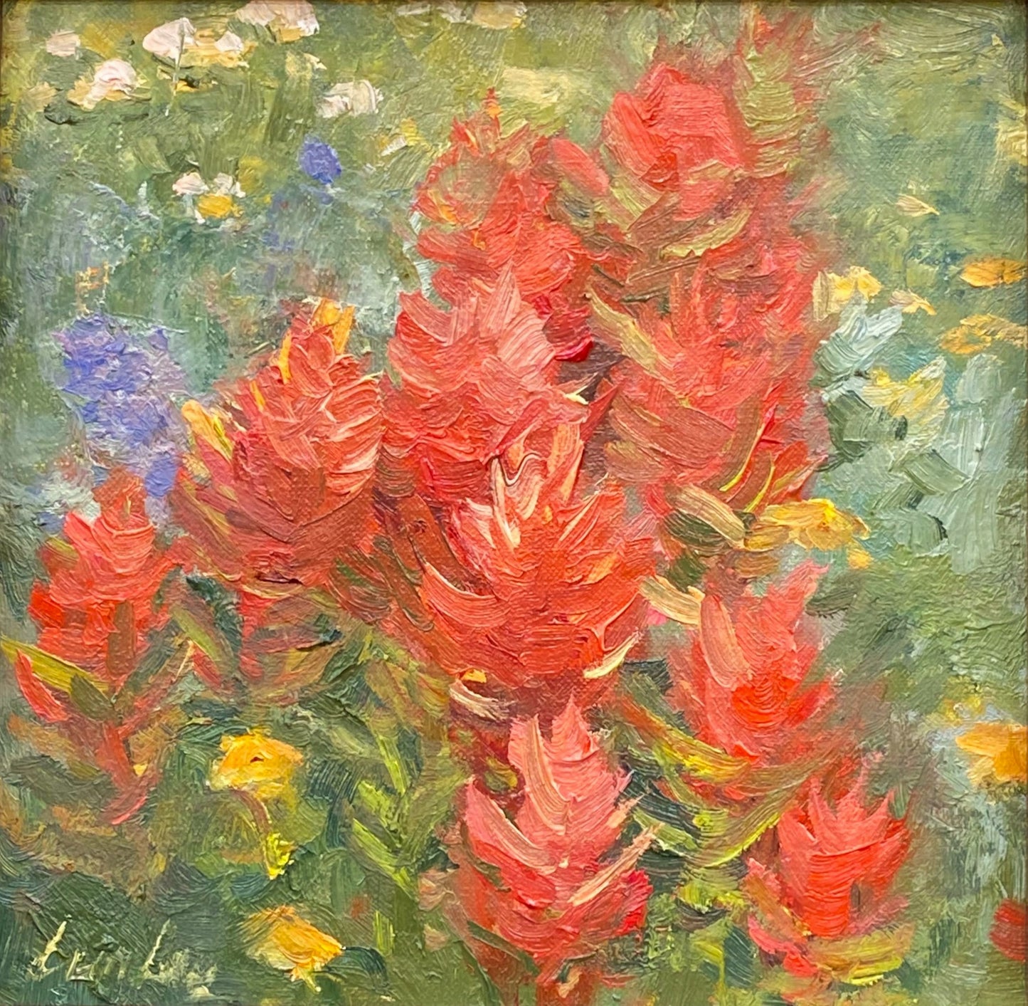 Indian Paintbrush II