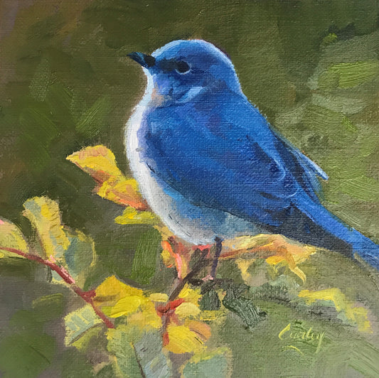 Blue Bird
