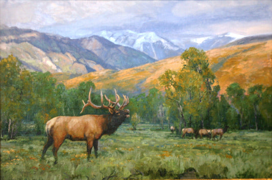 Bull Elk