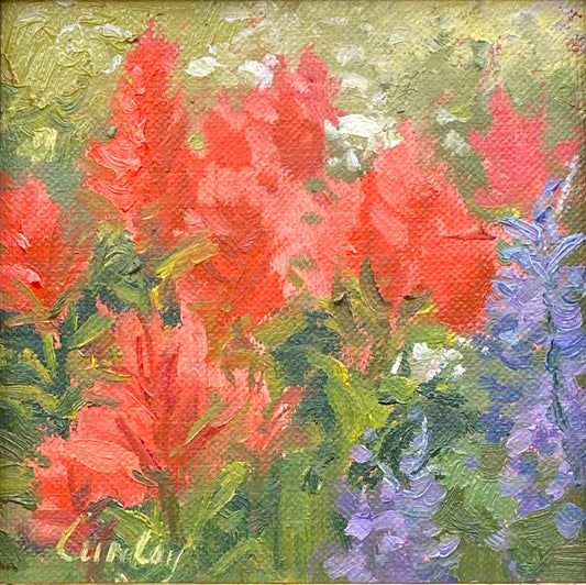 Indian Paintbrush III