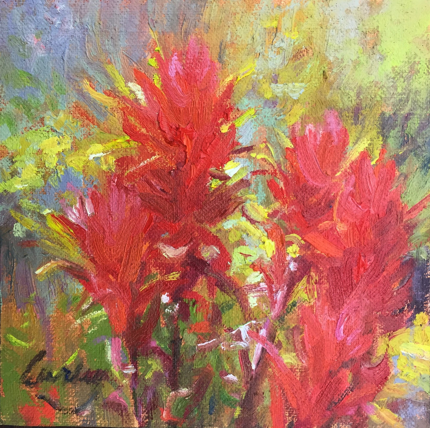 Indian Paintbrush IV