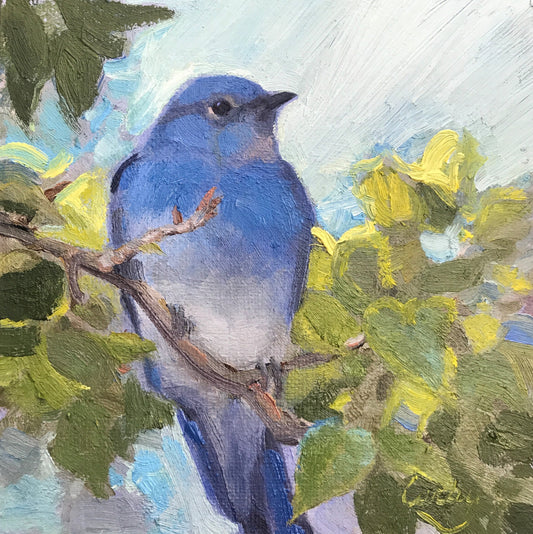 Mountain Blue Bird on Aspen Branch