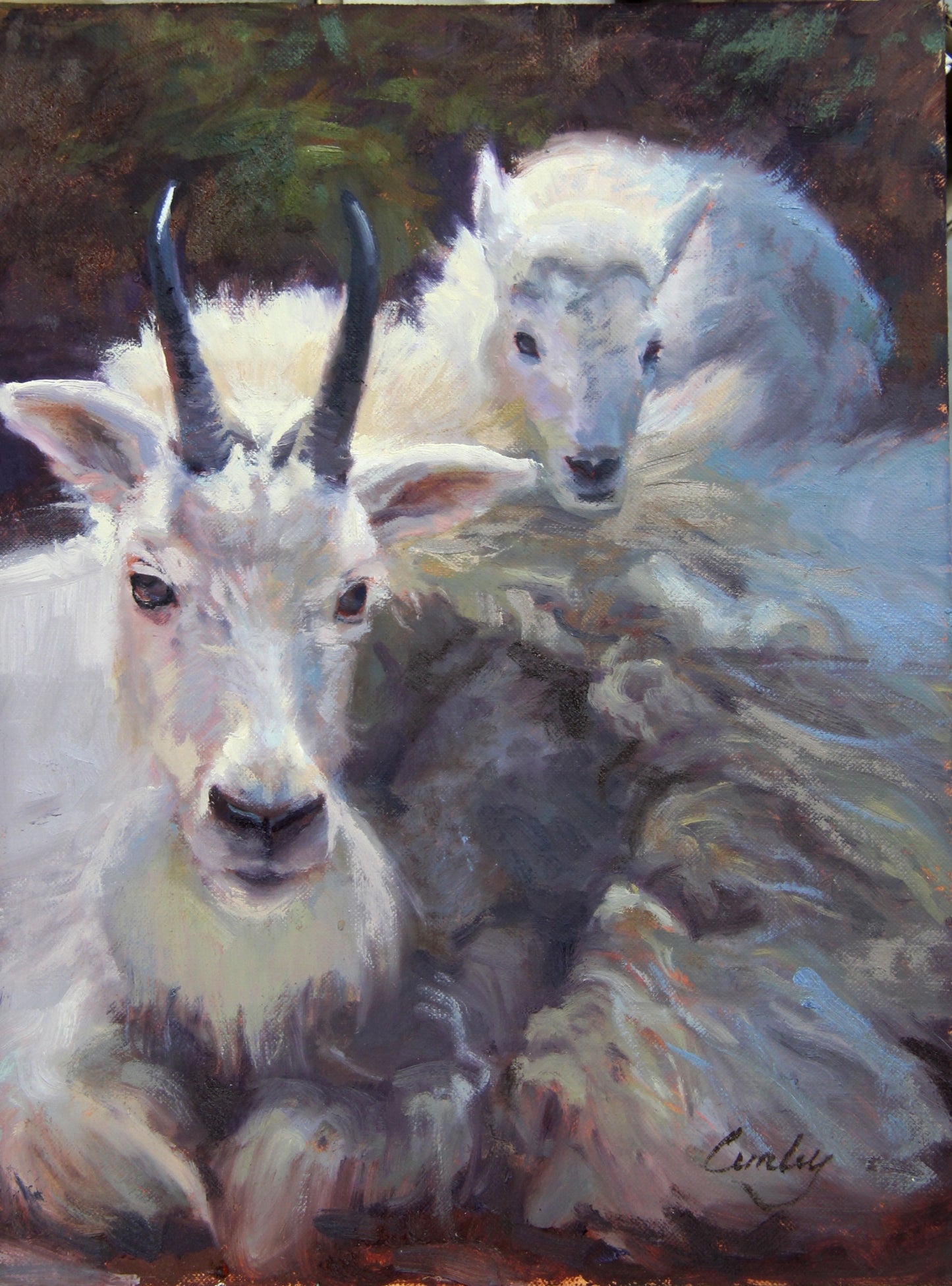 Mountain Goat Piggyback