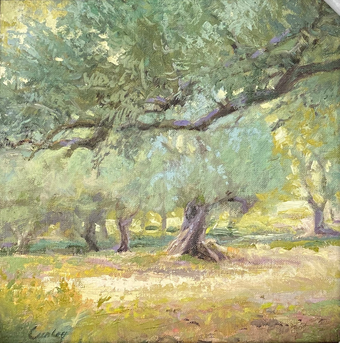 The Eternal Olive