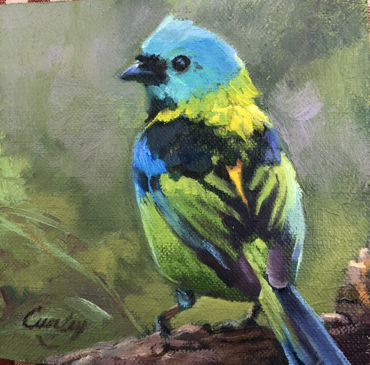 Turquoise Head African Bird