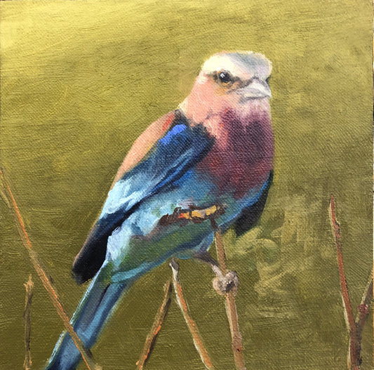 White Head African Bird